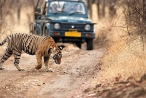 デリー：ランタンボール国立公園3日間サファリツアーをご案内いたします。