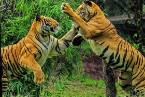 デリー：ランタンボール国立公園3日間サファリツアーをご案内いたします。