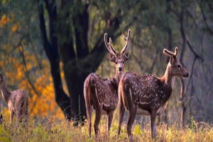 Delhi: viagem de 3 dias ao Parque Nacional de Ranthambore com Tiger Safari