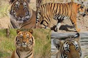 Delhi: Ranthambore nasjonalpark 3-dagers tur med tigersafari