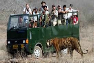 Delhi: Ranthambore National Park 3-Tages-Trip mit Tiger Safari