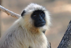 Delhi: Ranthambore fotograferingssafari og fugleobservation