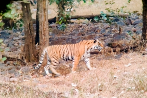 Delhi: Ranthambore fotograferingssafari og fugleobservation