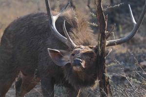 Delhi: Ranthambore fotograferingssafari og fugleobservation