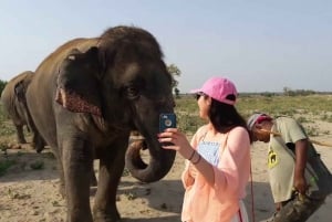 Delhi: Taj Mahal samma dag med Elephant SOS med snabbtåg