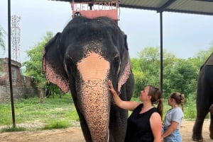 Delhi : Taj Mahal Sunrise & Elephant Conservation - All Paid