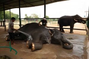 Delhi: Tour per auto van Taj Mahal, olifant en berenreddingscentrum