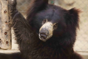 Delhi: Taj Mahal, Elefantti & Bear Rescue Center Tour Autolla