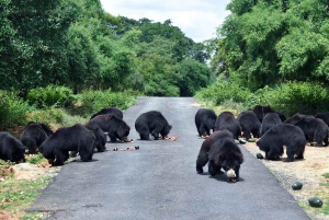 Delhi: Taj Mahal, Elephant & Bear Rescue Center Tour By Car