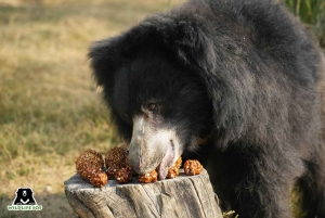 Delhi: Taj Mahal, Elefantti & Bear Rescue Center Tour Autolla