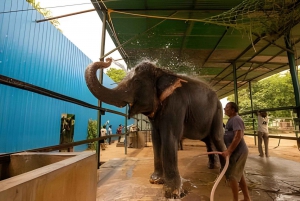 Delhi: Tour per auto van Taj Mahal, olifant en berenreddingscentrum