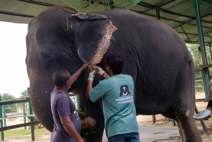 Delhi: Visita en coche al Taj Mahal, al Centro de Rescate de Elefantes y Osos