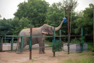 Delhi: Taj Mahal, Elefantti & Bear Rescue Center Tour Autolla