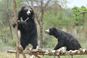 Delhi: Taj Mahal, Elephant & Bear Rescue Center Tour By Car