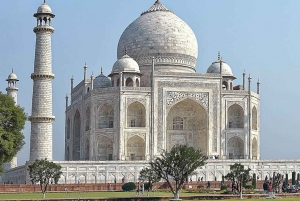 Delhi: Taj Mahal Sunrise Tour djurliv Elefantskydd