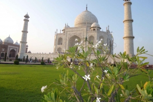 Delhi: Taj Mahal soloppgangstur med bevaring av elefanter i naturen