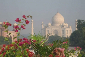 Delhi: Taj Mahal Sunrise Tour Elefantenschutz in freier Wildbahn