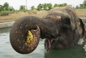 Delhi : Visite du Taj Mahal au lever du soleil, préservation de la faune et de la flore, conservation des éléphants