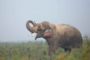 Delhi : Visite du Taj Mahal au lever du soleil, préservation de la faune et de la flore, conservation des éléphants