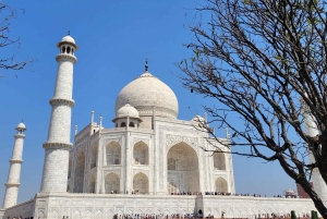 Delhi : Visite du Taj Mahal au lever du soleil, préservation de la faune et de la flore, conservation des éléphants