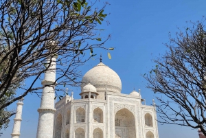 Delhi: Taj Mahal soloppgangstur med bevaring av elefanter i naturen