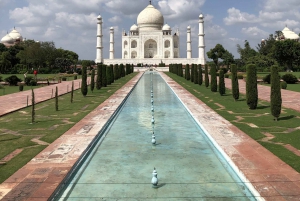 Delhi: Taj Mahal Sunrise Tour Elefantenschutz in freier Wildbahn