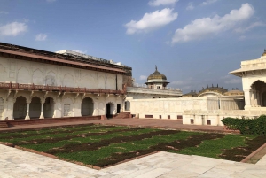 Delhi: Taj Mahal Sunrise Tour - ochrona słoni przed dziką przyrodą