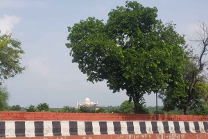 Délhi: Excursão ao nascer do sol no Taj Mahal Conservação de elefantes na vida selvagem