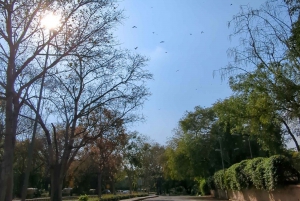 Delhi: Yoga i Lodhi Garden