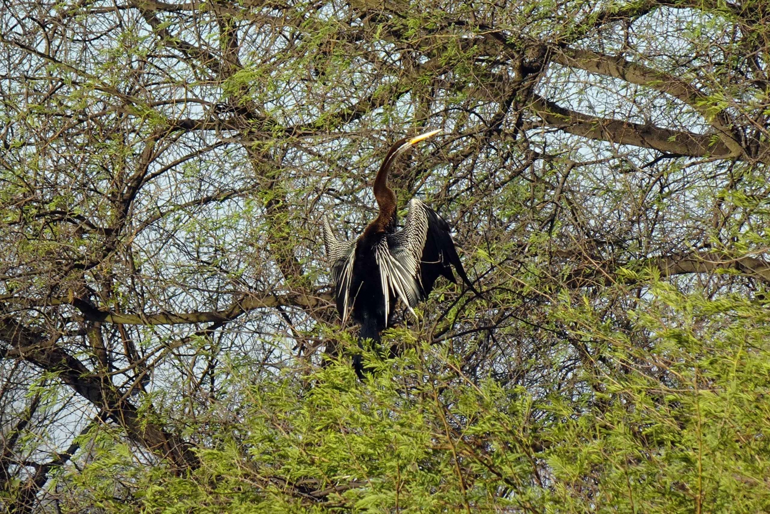 Entdecke den Vogelhimmel in Sultanpur an einem Tag von Delhi aus