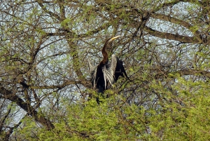 Scopri il paradiso del birdwatching a Sultanpur in un giorno da Delhi