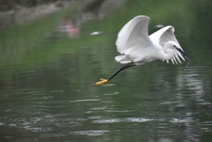 Upptäck fågelskådarparadiset Sultanpur på en dag från Delhi