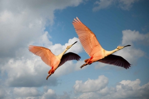 Ontdek de Birding-hemel in Sultanpur op een dag vanuit Delhi