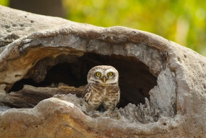 Descubre el paraíso de las aves en Sultanpur en un día desde Delhi