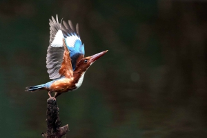 Ontdek de Birding-hemel in Sultanpur op een dag vanuit Delhi