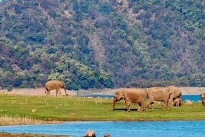 Utforsk Delhi og Jim Corbett: 3-dagers tur med dobbel safari