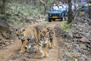 Explore Ranthambore: Overnight Wildlife Tour from Delhi