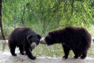 Découvrez Taj, Red Fort, Fatehpur Sikri et SOS Tour en 2 jours