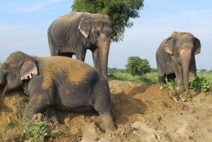 デリー発：象の保護活動を楽しむマトゥラ1日旅行