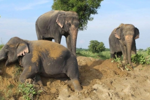 From Delhi: 1-day trip Mathura with Elephant conservation