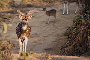 Fra Delhi: 2-dages Ranthambore & Sariska Wildlife Safari