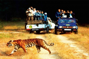 Vanuit Delhi: 2-daagse safari door Ranthambore en Sariska