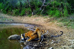 From Delhi: 2-Day Ranthambore & Sariska Wildlife Safari