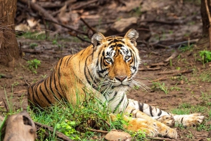 From Delhi: 2-Day Ranthambore & Sariska Wildlife Safari