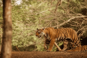 From Delhi: 2-Day Ranthambore & Sariska Wildlife Safari