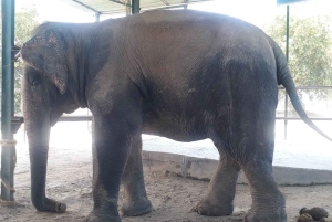 デリー発：タージマハル、ファテープルシークリー、野生動物2日間のご案内