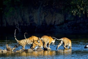 Fra Delhi: 2 dage og 1 nat Ranthambore Tiger Safari Tour