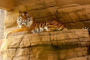 Fra Delhi: 2 dage og 1 nat Ranthambore Tiger Safari Tour