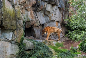 Fra Delhi: 2 dage og 1 nat Ranthambore Tiger Safari Tour