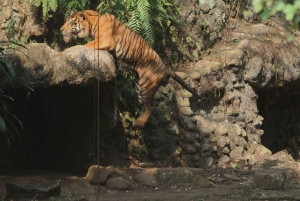 Fra Delhi: 2 dage og 1 nat Ranthambore Tiger Safari Tour